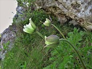63 Pulsatilla alpina (Anemone alpino) in fioritura